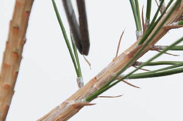 图解 我们为什么要修剪黑松盆景的松针