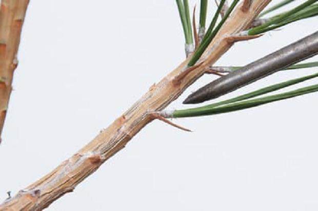 图解 我们为什么要修剪黑松盆景的松针