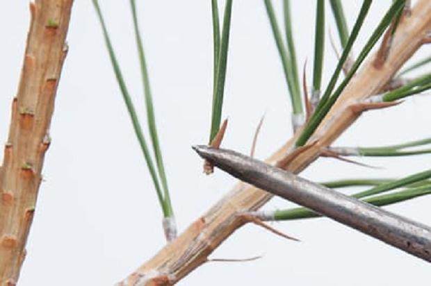 图解 我们为什么要修剪黑松盆景的松针