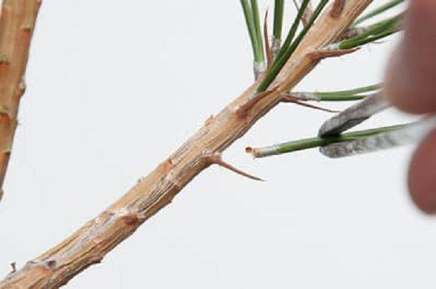 图解 我们为什么要修剪黑松盆景的松针