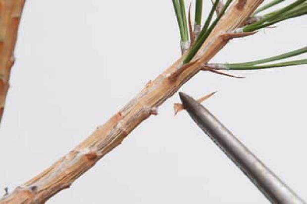 图解 我们为什么要修剪黑松盆景的松针