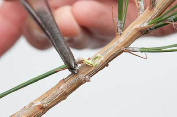 图解 我们为什么要修剪黑松盆景的松针