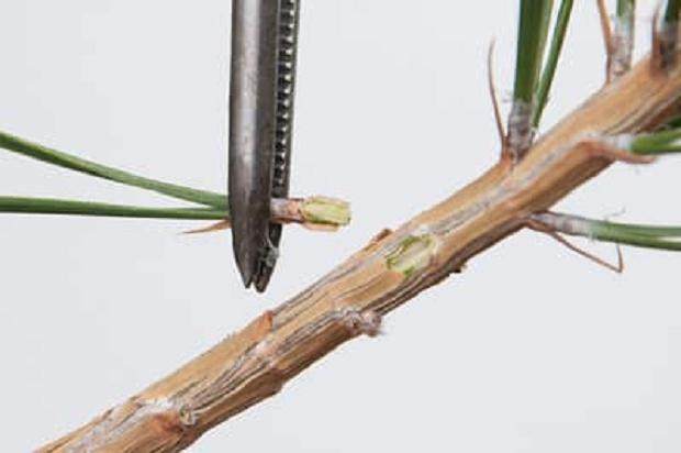 图解 我们为什么要修剪黑松盆景的松针