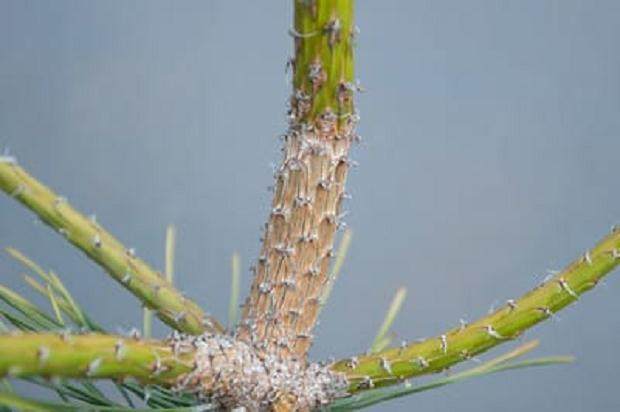 什么才是适当的盆景修剪?