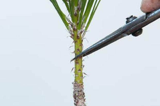 图解 修剪春季发芽盆景的3个方法