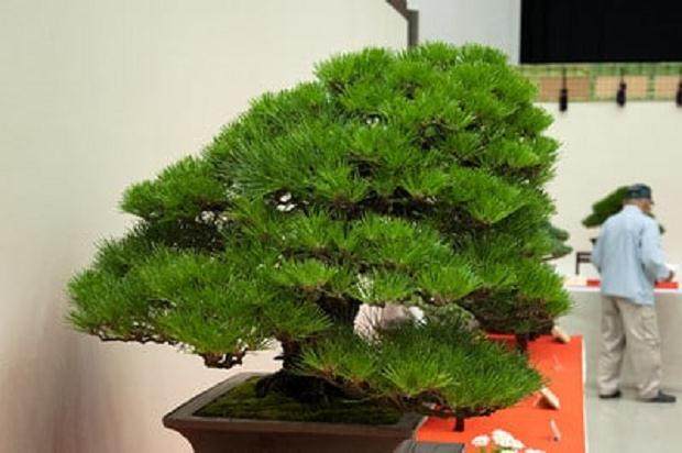 为什么日本盆景很多都是前倾的？