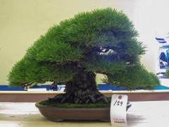 为什么日本盆景很多都是前倾的？