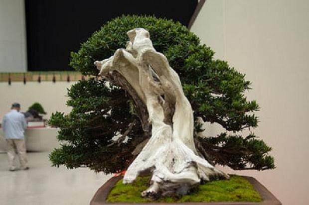 为什么日本盆景很多都是前倾的？