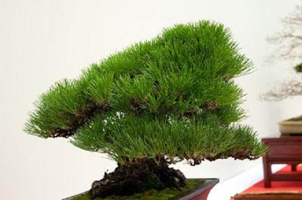 为什么日本盆景很多都是前倾的？