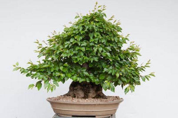 图解 在夏季对韩国鹅耳枥盆景的修剪