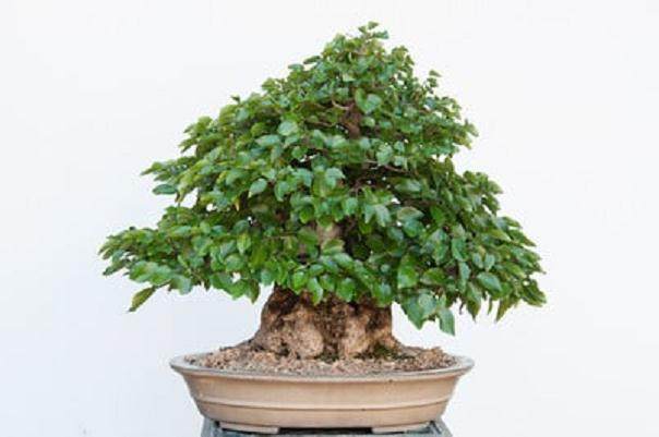 图解 在夏季对韩国鹅耳枥盆景的修剪