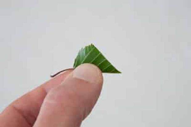 图解 在夏季对韩国鹅耳枥盆景的修剪