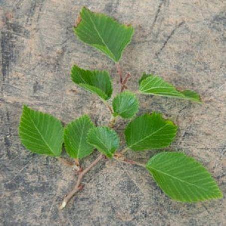 图解 在夏季对韩国鹅耳枥盆景的修剪