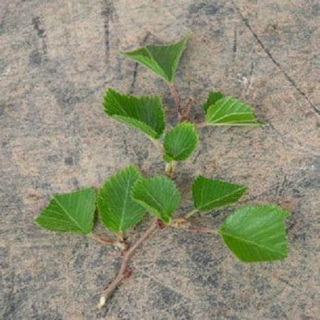 图解 在夏季对韩国鹅耳枥盆景的修剪