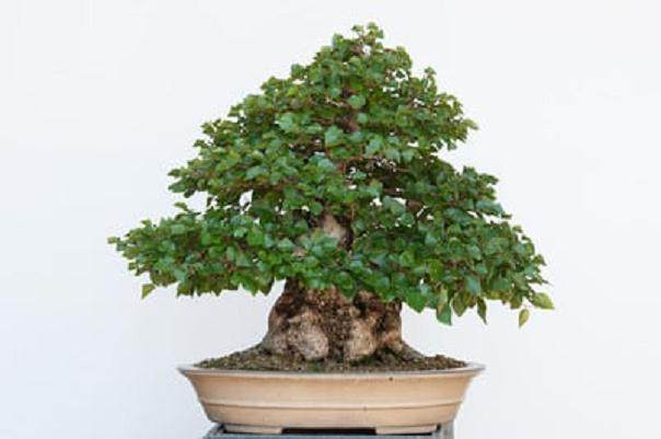 图解 在夏季对韩国鹅耳枥盆景的修剪