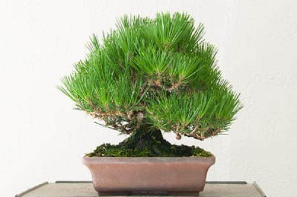 图解 对一个小品黑松盆景的修剪过程