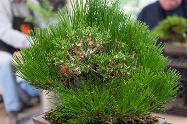 图解 对一个小品黑松盆景的修剪过程