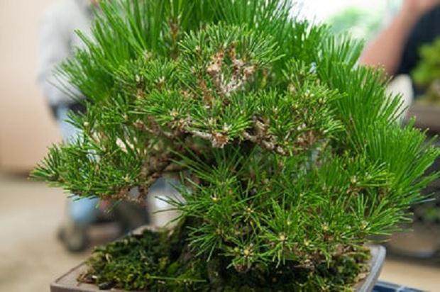 图解 对一个小品黑松盆景的修剪过程