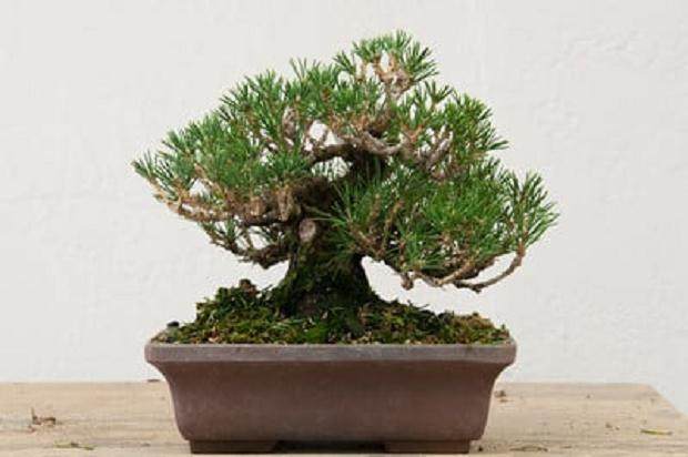 图解 对一个小品黑松盆景的修剪过程