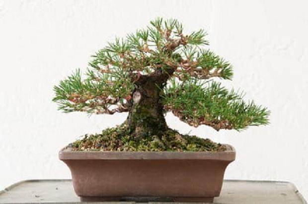 图解 对一个小品黑松盆景的修剪过程