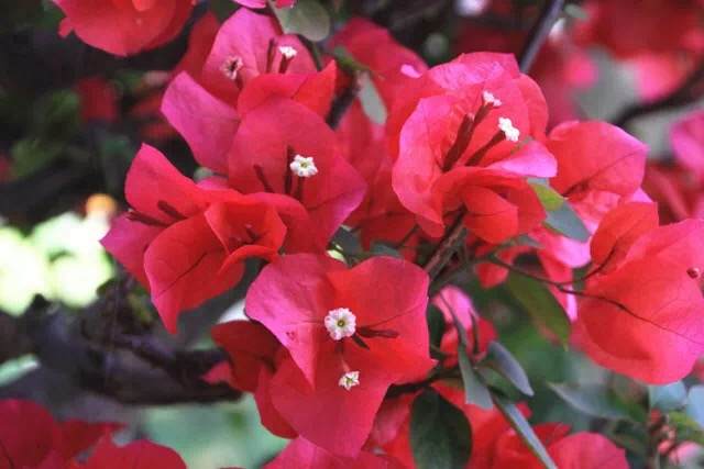 南京玄武湖公园里的金陵盆景园