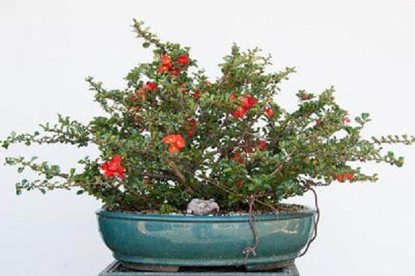 木瓜盆景开花-暑期的养护工作