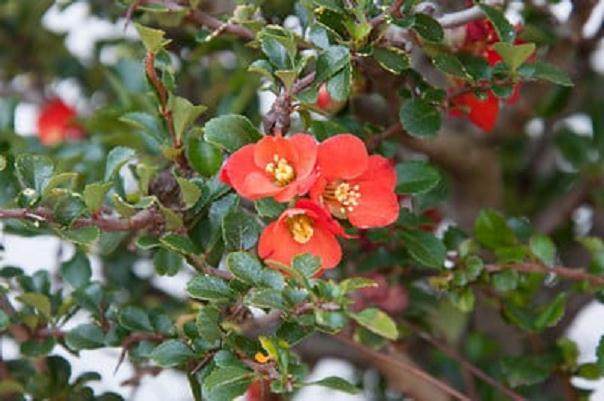 木瓜盆景开花-暑期的养护工作