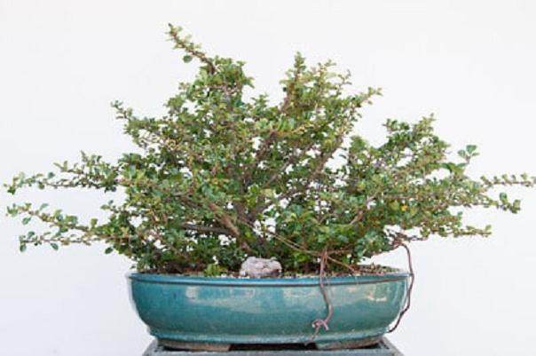 木瓜盆景开花-暑期的养护工作