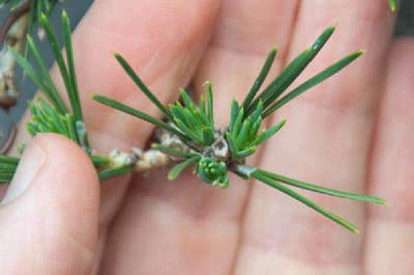 如何让盆景的芽在夏天快速增长 图片