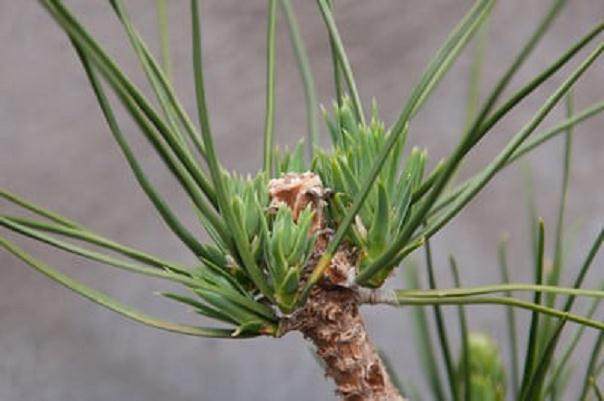 如何让盆景的芽在夏天快速增长 图片