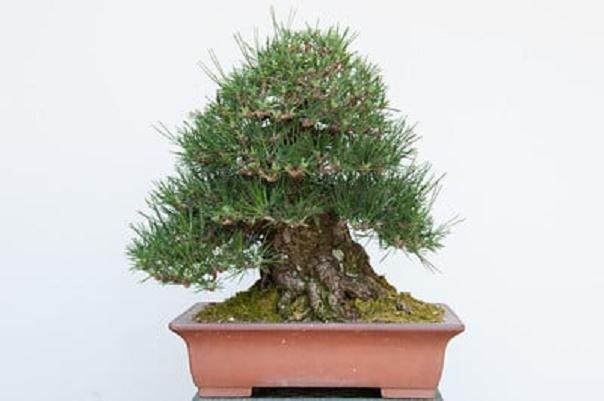 通过修剪  五周后 盆景新芽生长良好