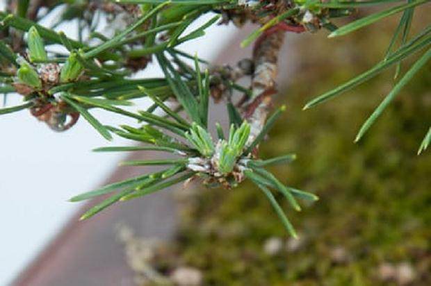 通过修剪  五周后 盆景新芽生长良好