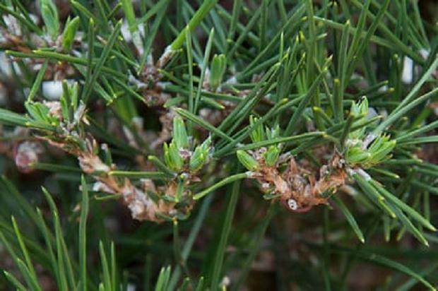 通过修剪  五周后 盆景新芽生长良好