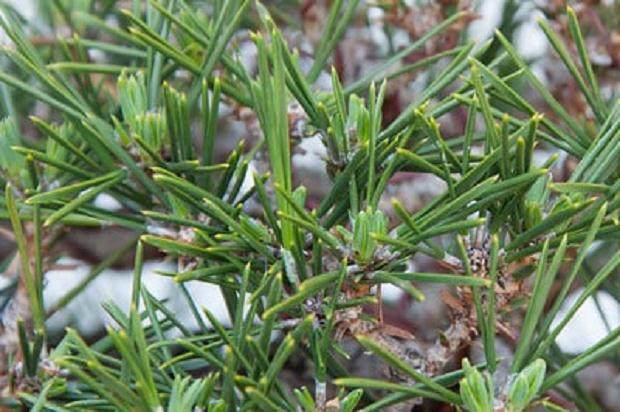 通过修剪  五周后 盆景新芽生长良好