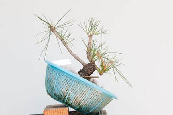 图解 如何在夏季让盆景的笋芽良好生长