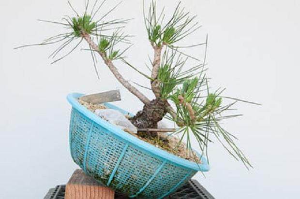 图解 如何在夏季让盆景的笋芽良好生长