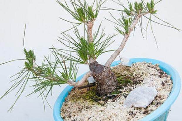 图解 如何在夏季让盆景的笋芽良好生长