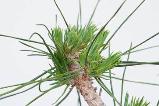 图解 如何在夏季让盆景的笋芽良好生长