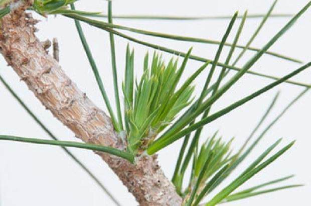 图解 如何在夏季让盆景的笋芽良好生长