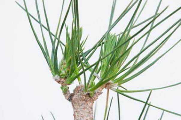 图解 如何在夏季让盆景的笋芽良好生长