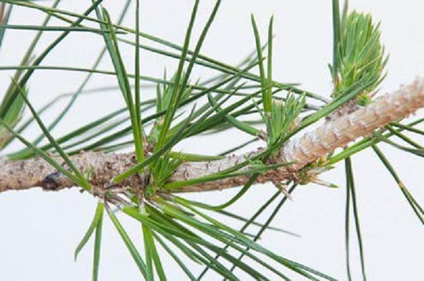 图解 如何在夏季让盆景的笋芽良好生长