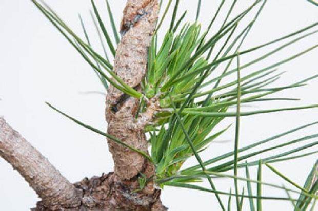 图解 如何在夏季让盆景的笋芽良好生长