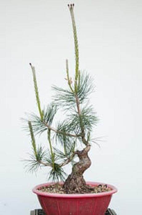 图解 如何在夏季让盆景的笋芽良好生长