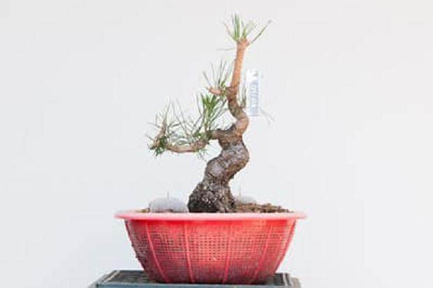 图解 如何在夏季让盆景的笋芽良好生长