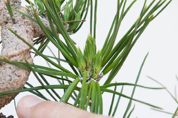 图解 如何在夏季让盆景的笋芽良好生长