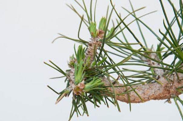 图解 如何在夏季让盆景的笋芽良好生长