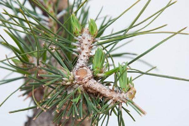 图解 如何在夏季让盆景的笋芽良好生长