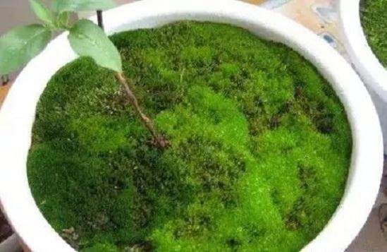 图解 制作盆景苔藓的5个步骤