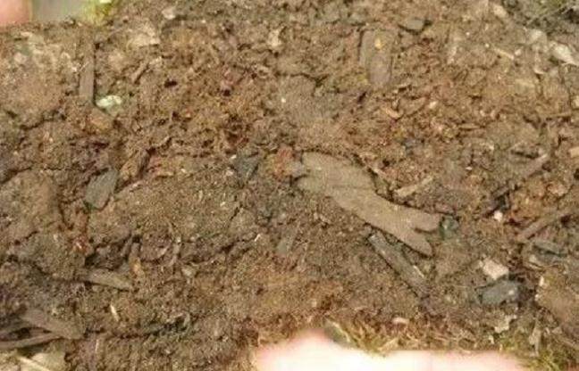 图解 制作盆景苔藓的5个步骤