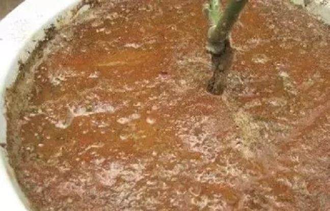 图解 制作盆景苔藓的5个步骤